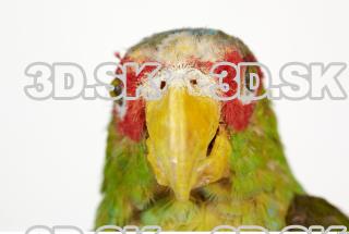 Amazon white-fronted - Amazona albifrons 0002